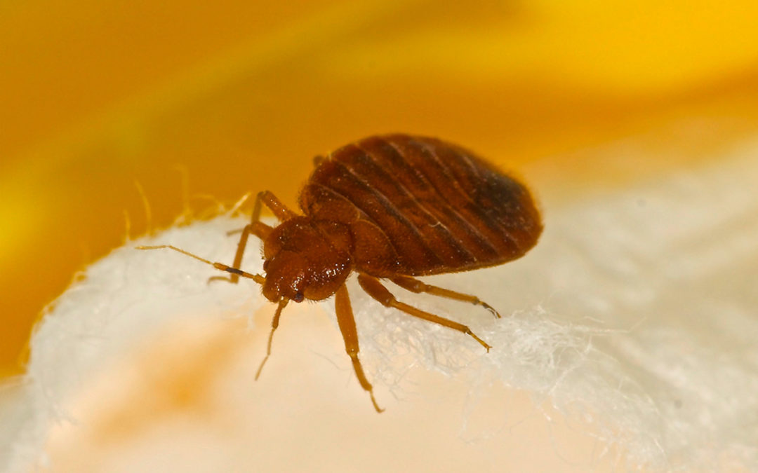 The Full Guide to Bed Bug Control and Treatment